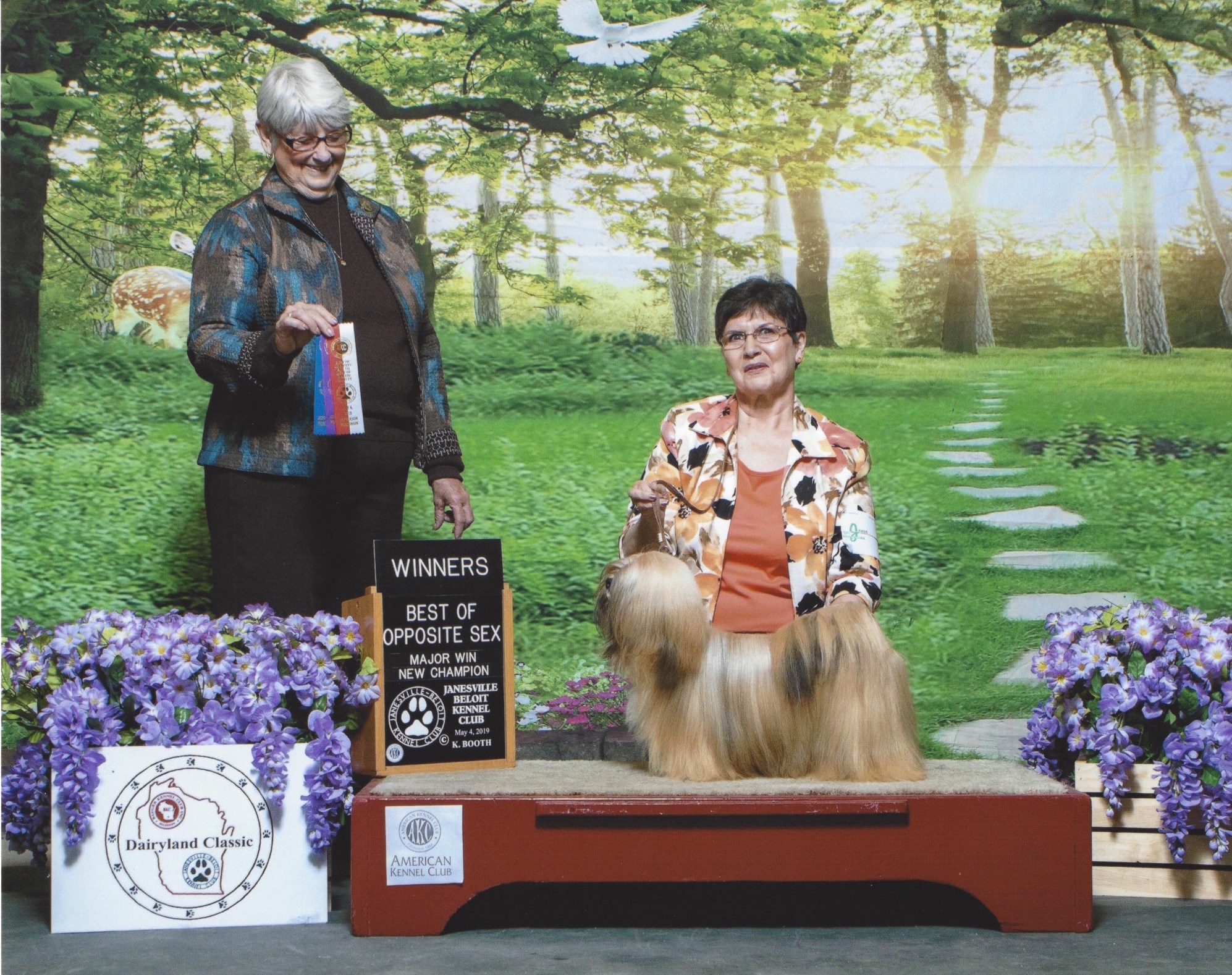 Lhasa Apso on winners podium