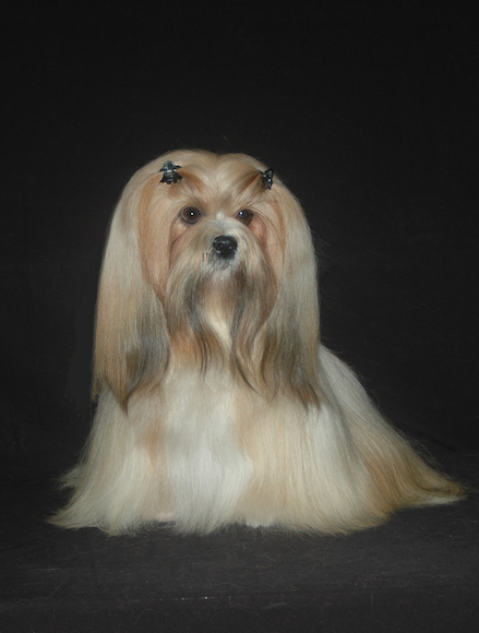 Golden Lhasa sitting