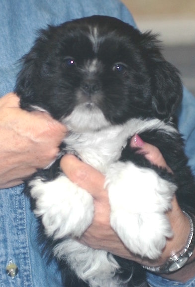7 week old black Lhasa puppy