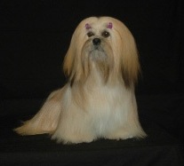 Lhasa Apso picture