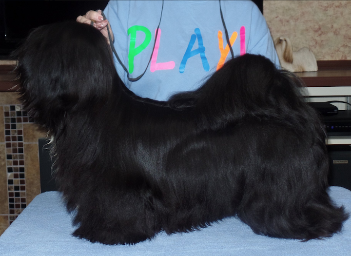 black Lhasa standing