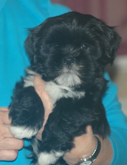 black Lhasa puppy