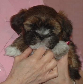 Lhasa puppy