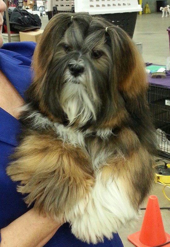 Lhasa apso age 9 mo