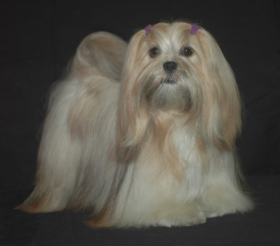 black lhasa sitting