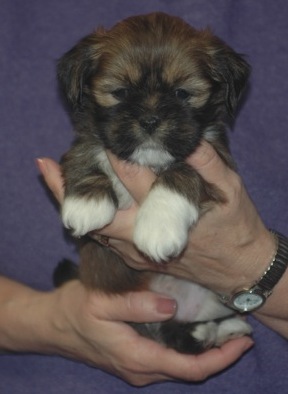 gold Lhasa apso 5 week puppy 