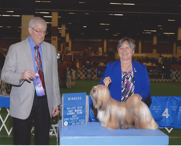 show photo of gold lhasa apso