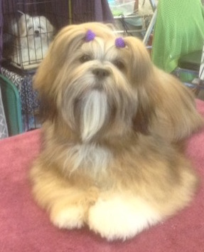 gold Lhasa apso on grooming table