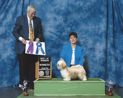 gold Lhasa apso  