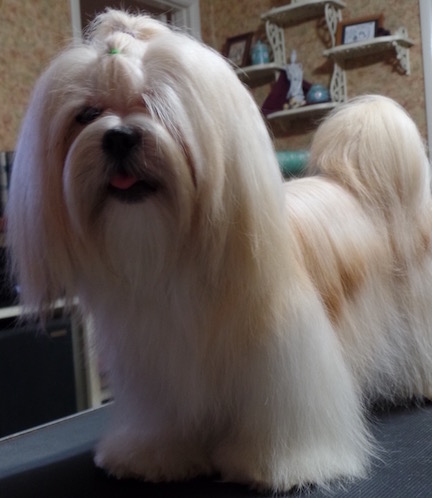 gold Lhasa apso  