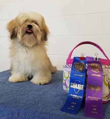 gold Lhasa apso  