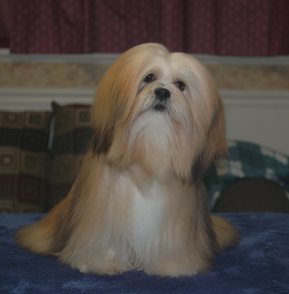 gold lhasa apso