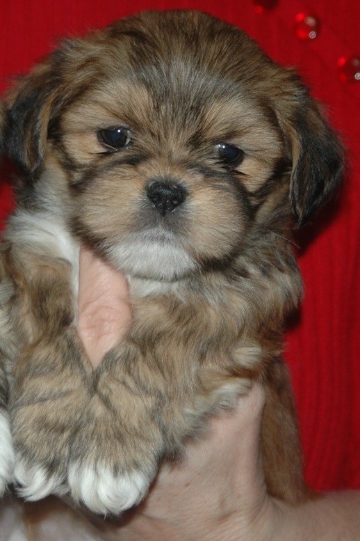 lhasa puppy