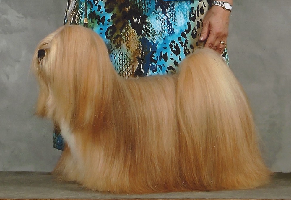 gold Lhasa