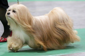 Lhasa Apso moving