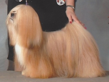 gold Lhasa apso