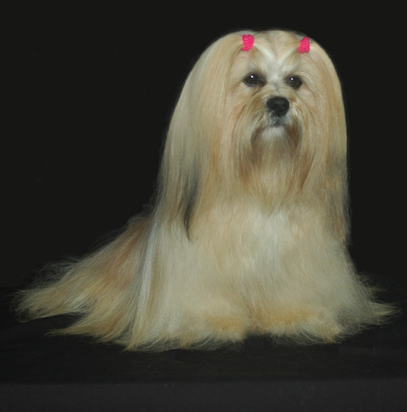 lovely cream lhasa apso sitting