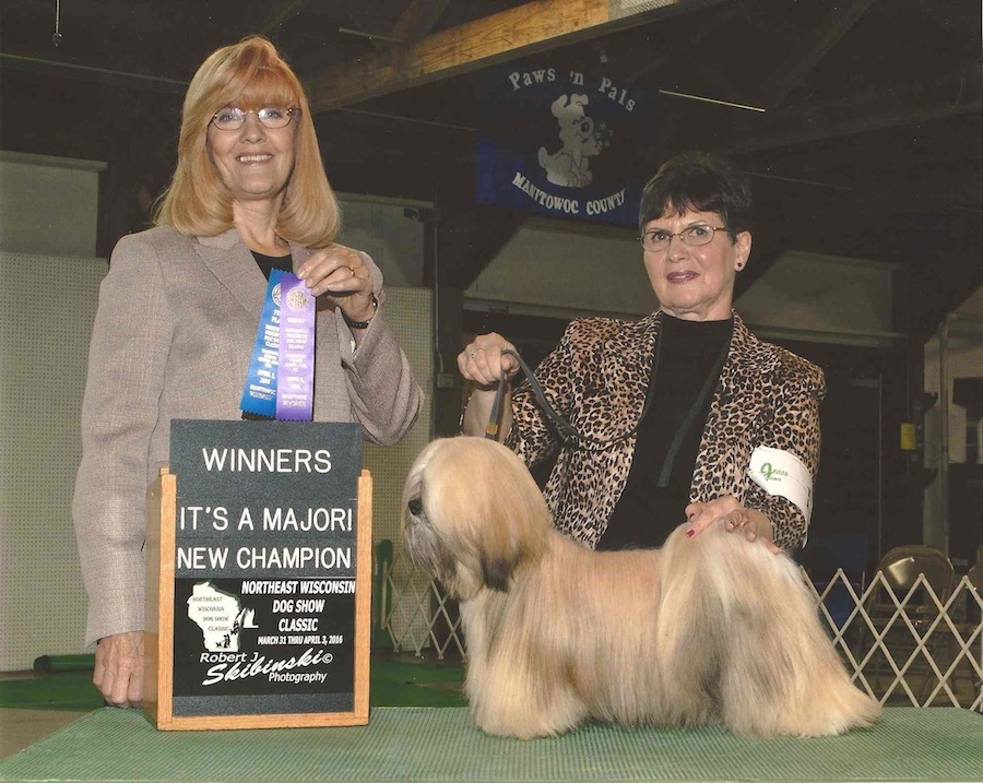 Lhasa at dog show