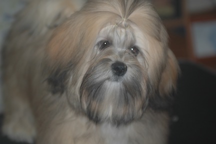 6 week old Lhasa apso