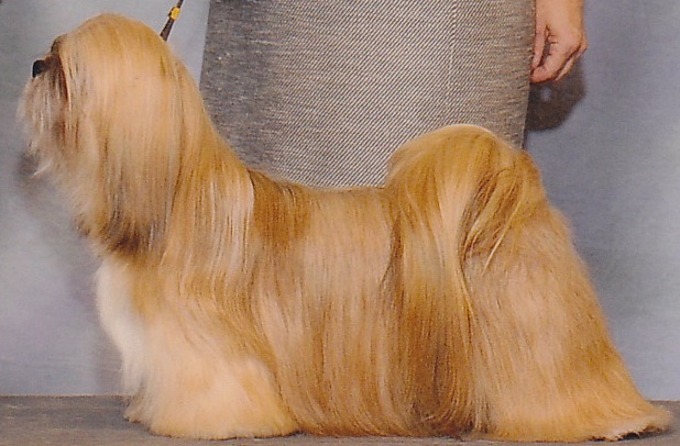 red lhasa