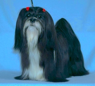 black Lhasa