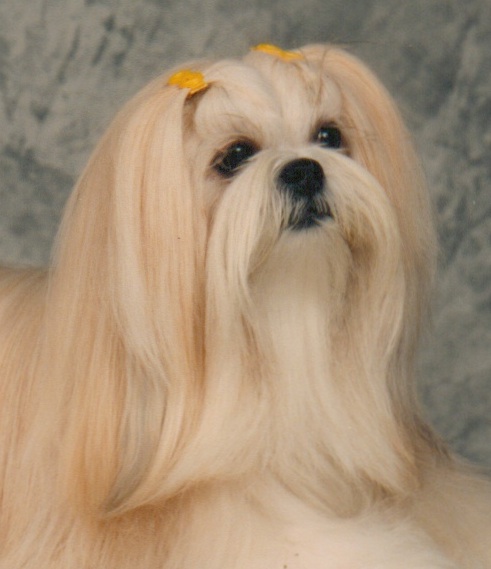 gold Lhasa