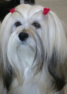 Gold Lhasa