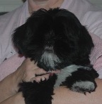 Black Lhasa puppy