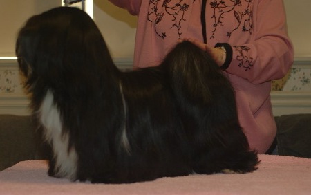 black Lhasa Apso