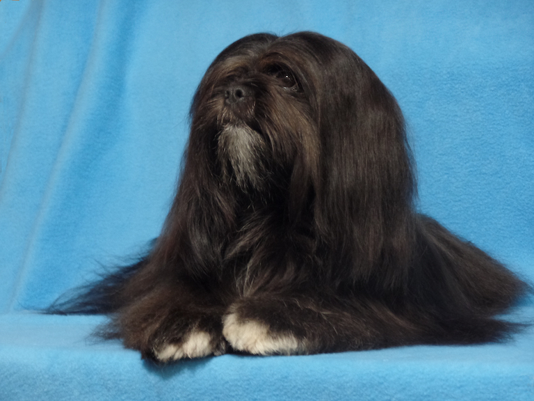 black Lhasa sitting