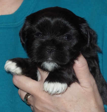 black Lhasa puppy