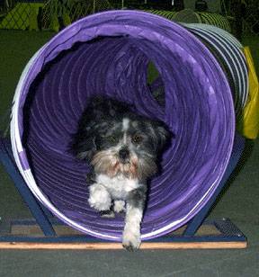agility lhasa