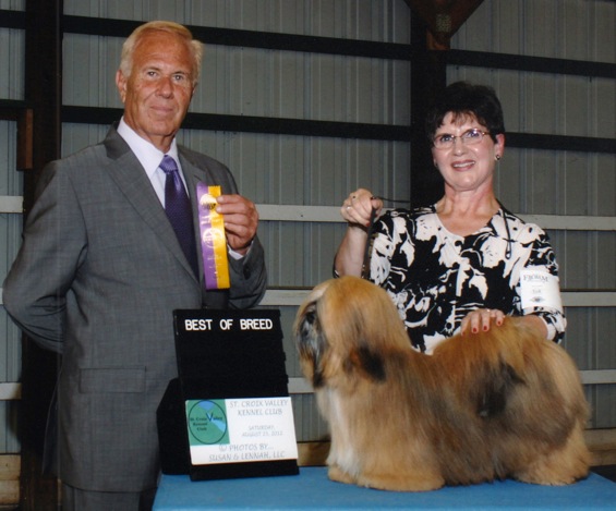 red lhasa apso