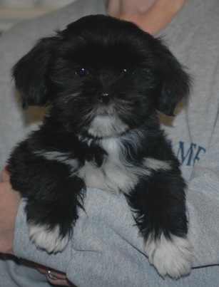 Black Lhasa puppy