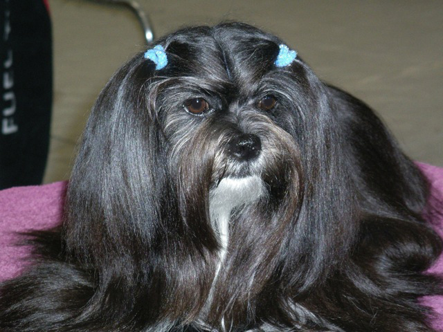 Black Lhasa Apso