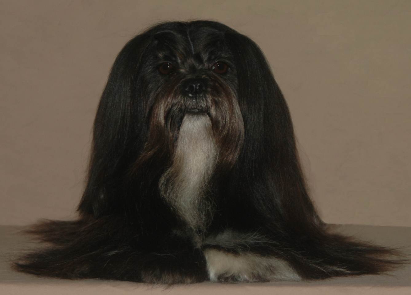 black lhasa apso face