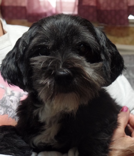 black Lhasa apso