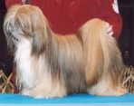 Adult Lhasa Apso