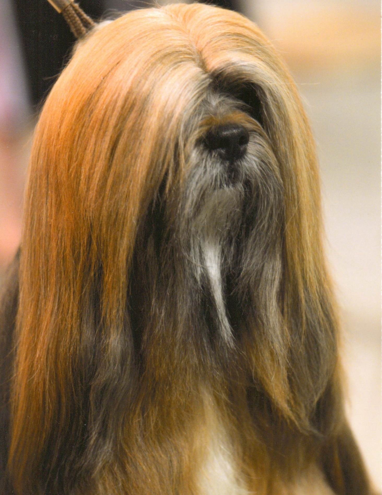 Red Lhasa Apso Head Study