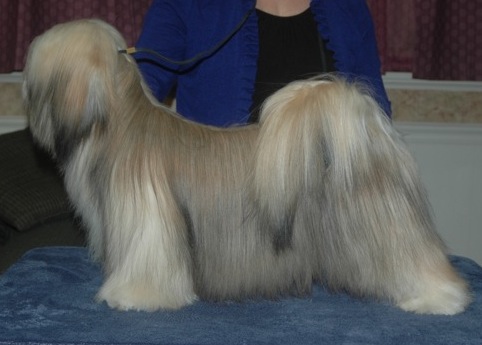 lhasa apso