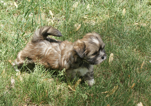 lhasa puppy in grass