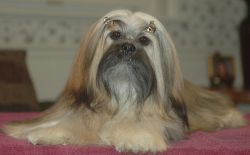 adult Lhasa Apso