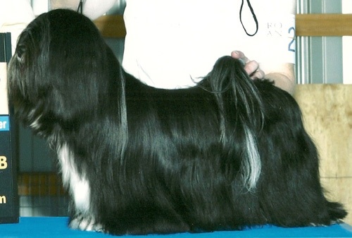 black Lhasa