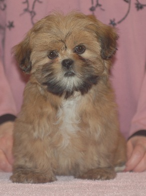 red lhasa puppy