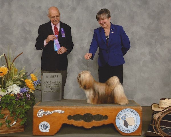 show photo of gold lhasa apso