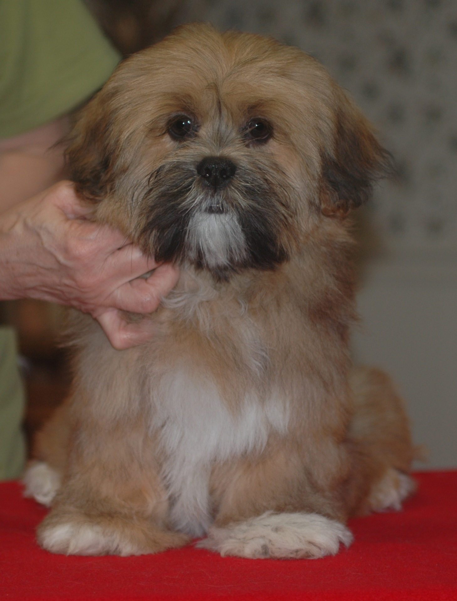 lhasa apso 5 months old